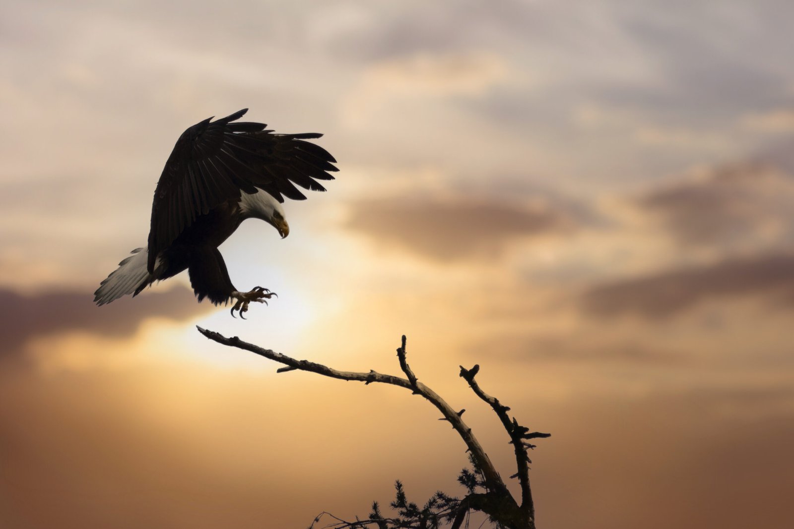4 Days Budget Safari (Tarangire, Lake Manyara & Ngorongoro)