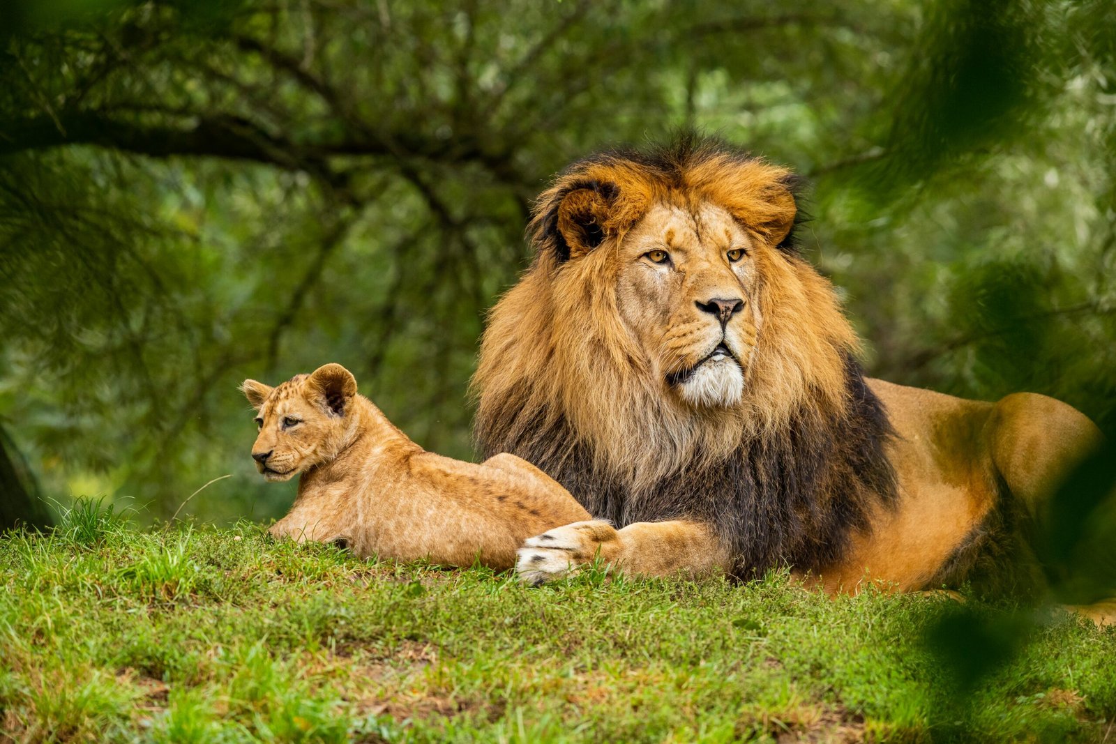 12 DAYS LUXURY HONEYMOON SAFARI + BEACH (Tarangire, Serengeti, Manyara,  Ngorongoro Crater & Zanzibar)